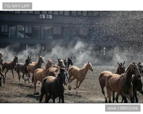 阿特拉斯野马直播：荒漠中的自由奔腾实录